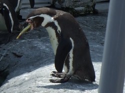ペンギンのもぐもぐタイム(4)