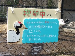タンチョウ舎＆両性・爬虫類舎オープン (7).JPG