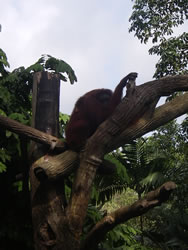 シンガポール動物園視察レポート